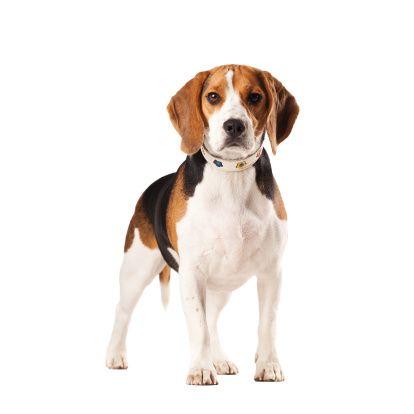 beagle.jpg