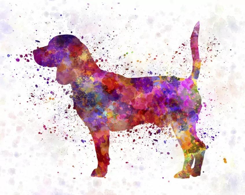beagle