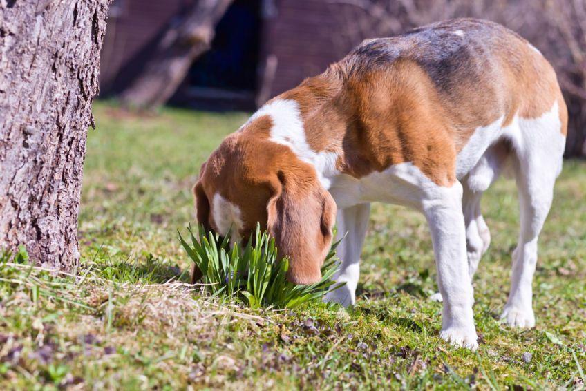 beagle węszy
