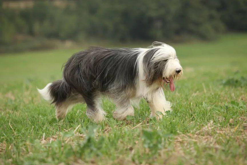 Bearded collie w kłusie po trawie