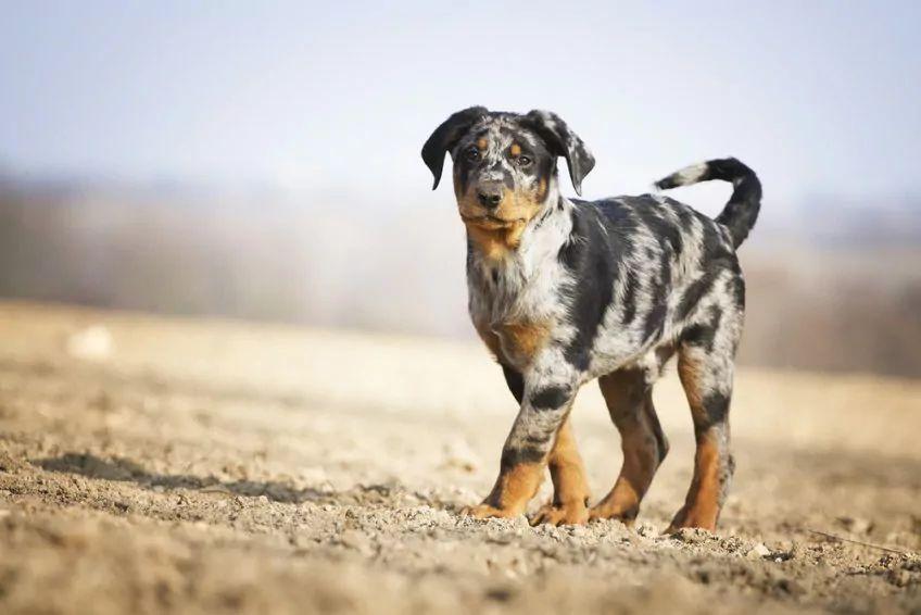Szczenię beaucerona o maści arlekin stojące na piasku