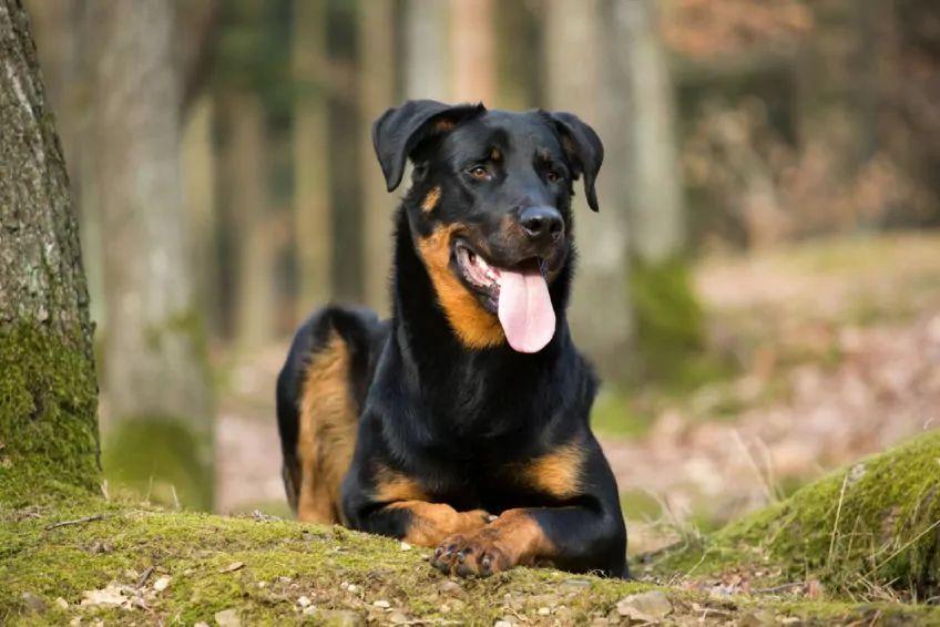Beauceron leżący na leśnej polanie