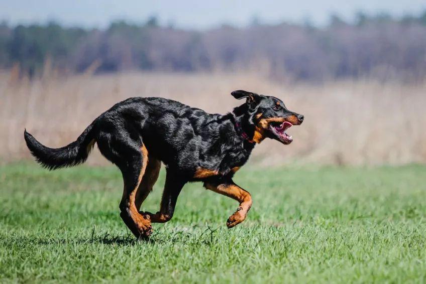 Beauceron w galopie