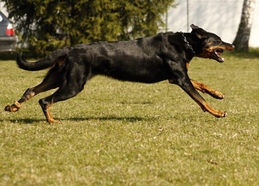 Beauceron w biegu po trawie