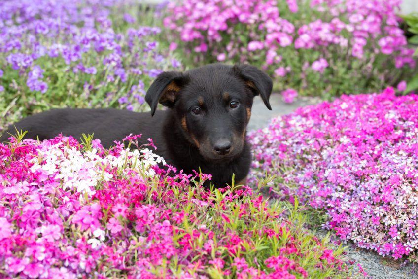 Portret szczenięcia beaucerona wśród kwiatków