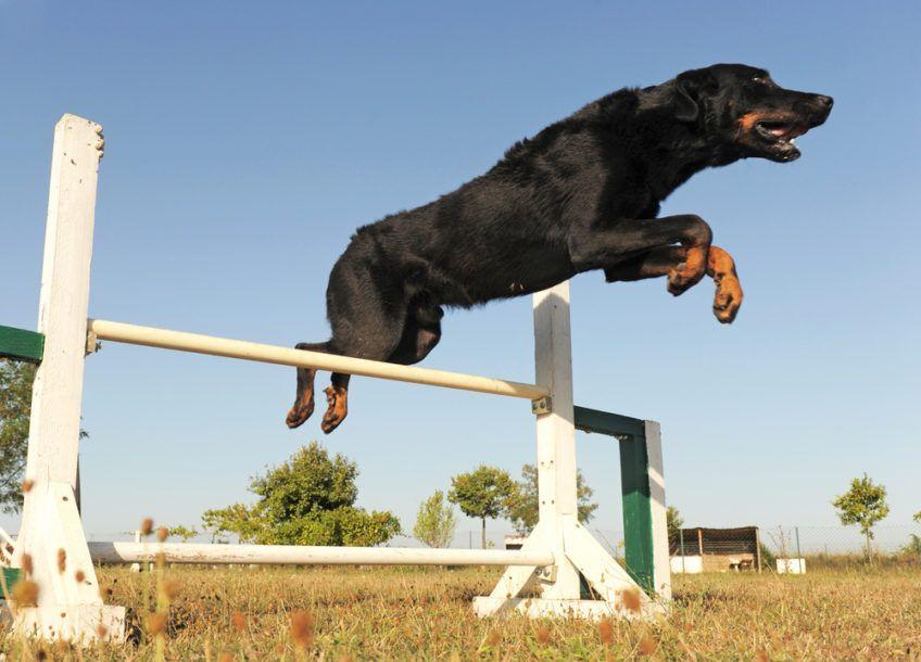 Beauceron w skoku przez stacjonatę