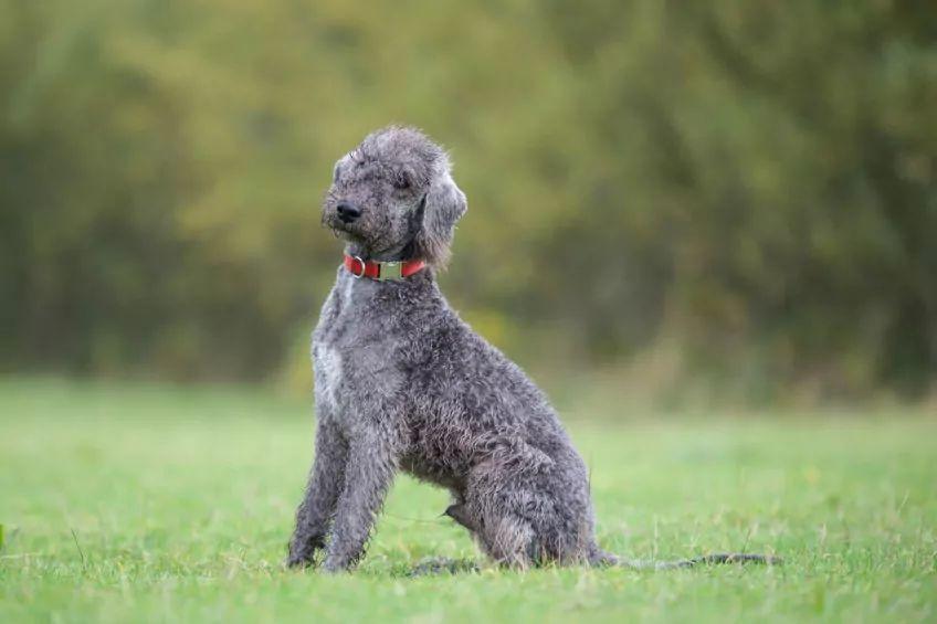 Młody, jeszcze nie wybarwiony bedlington siedzący na trawie
