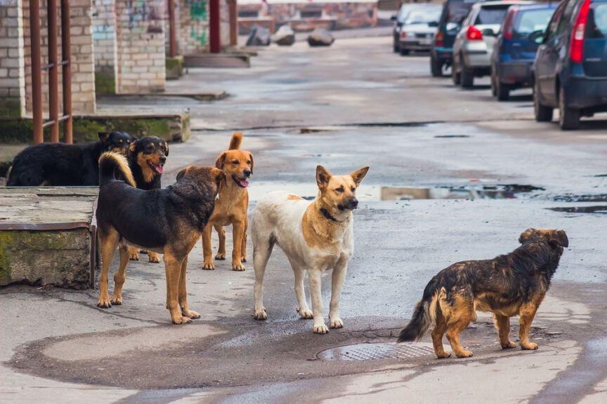 American Strays 2030