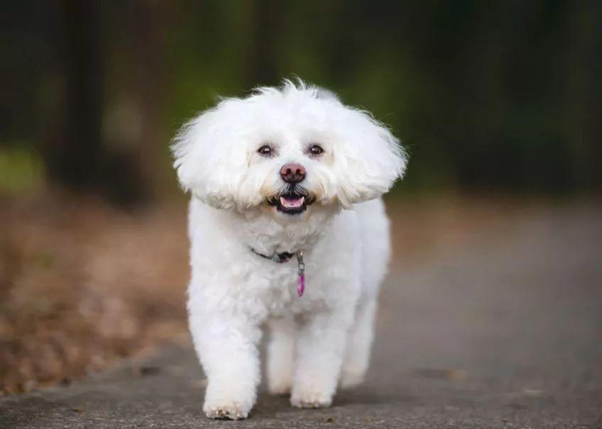 bichon frise