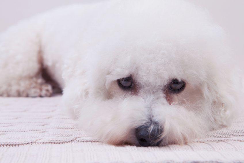 Leżący bichon frise