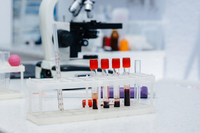 biochemia krwi dla psa