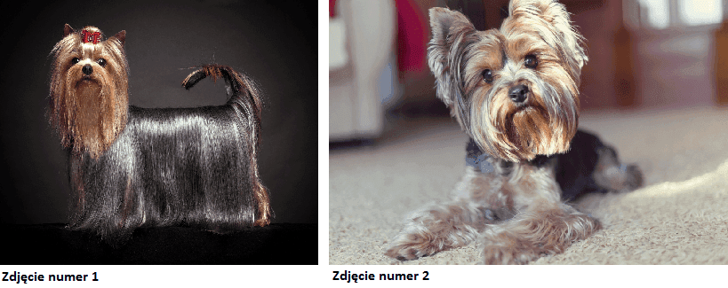 Yorki