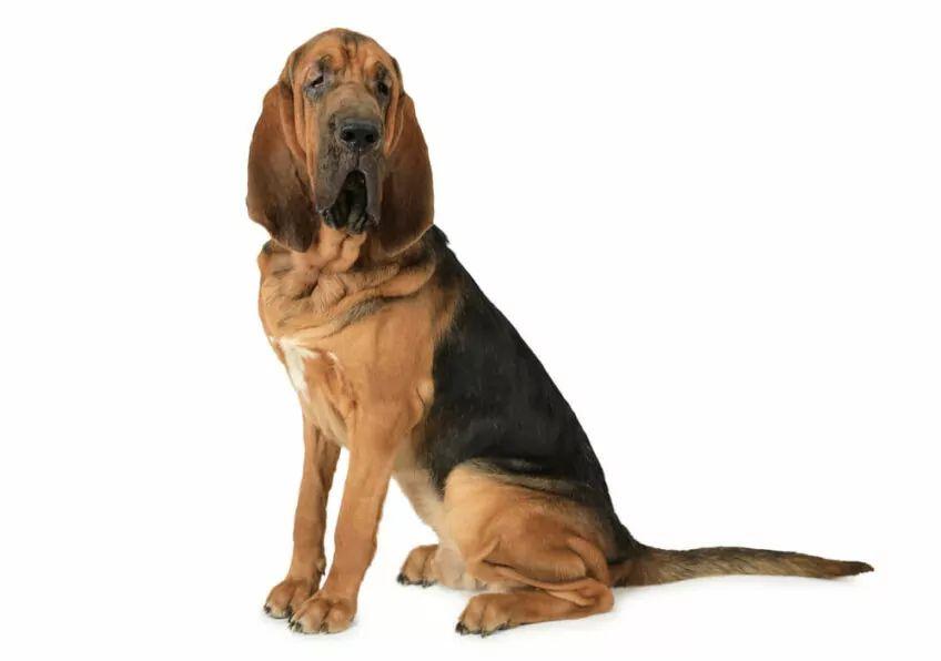 bloodhound