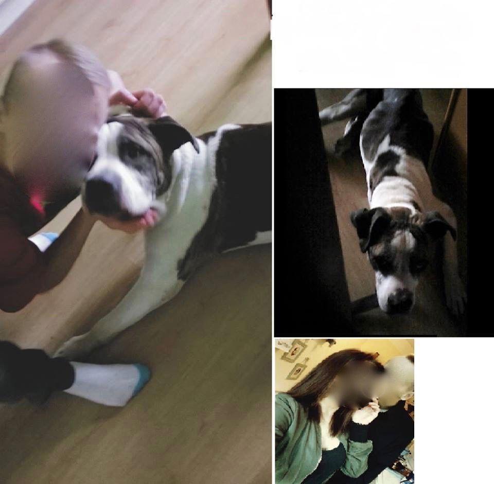 Zdjęcia psa zaraz po adopcji