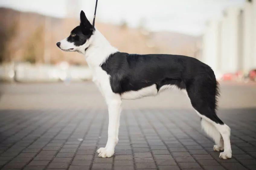 border collie