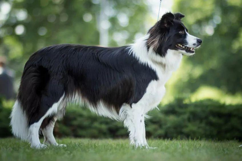 border collie