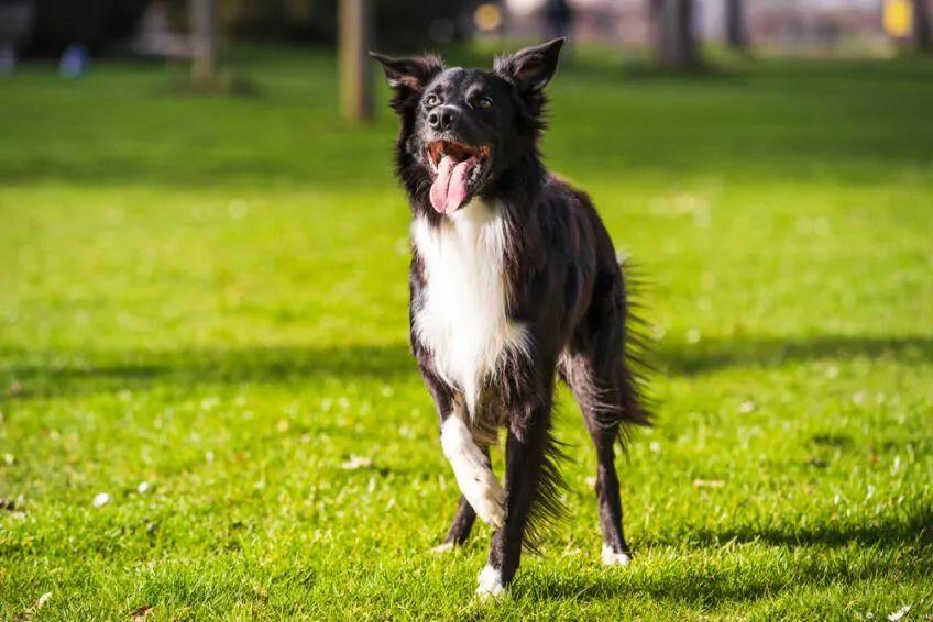 border collie