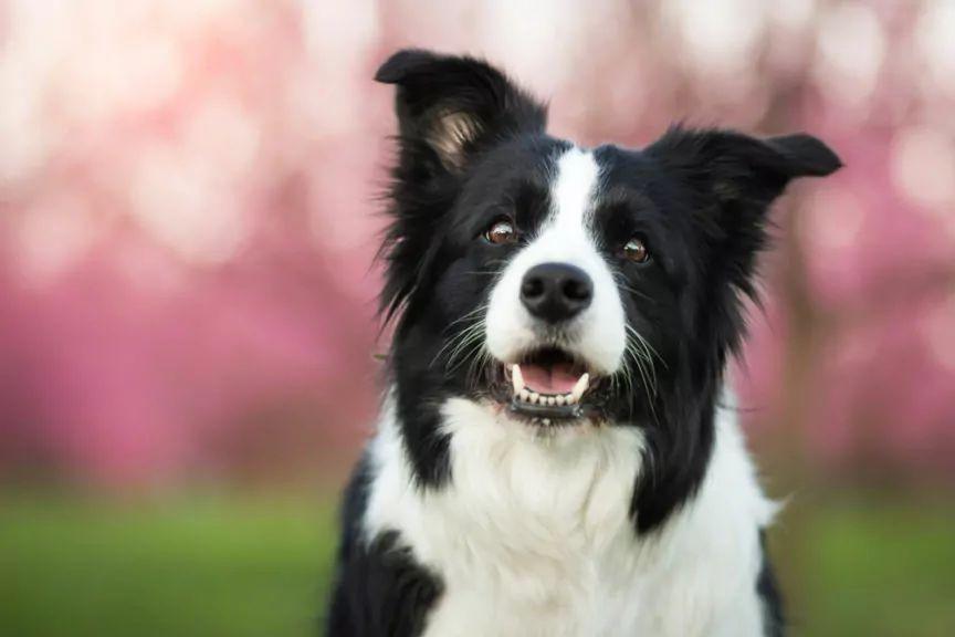 najczulsze rasy psów na świecie border collie