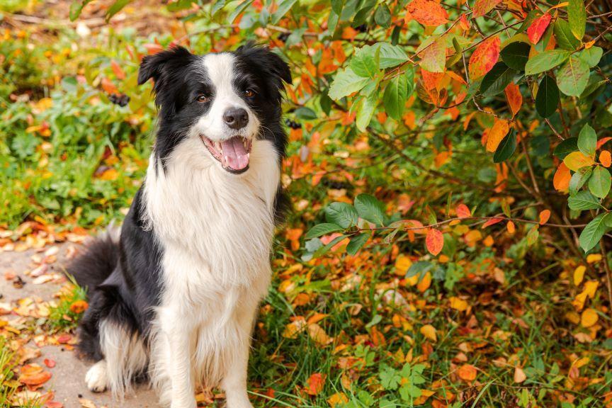 border collie