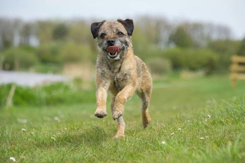 Border terrier biegnący po trawie