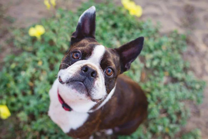 boston terrier