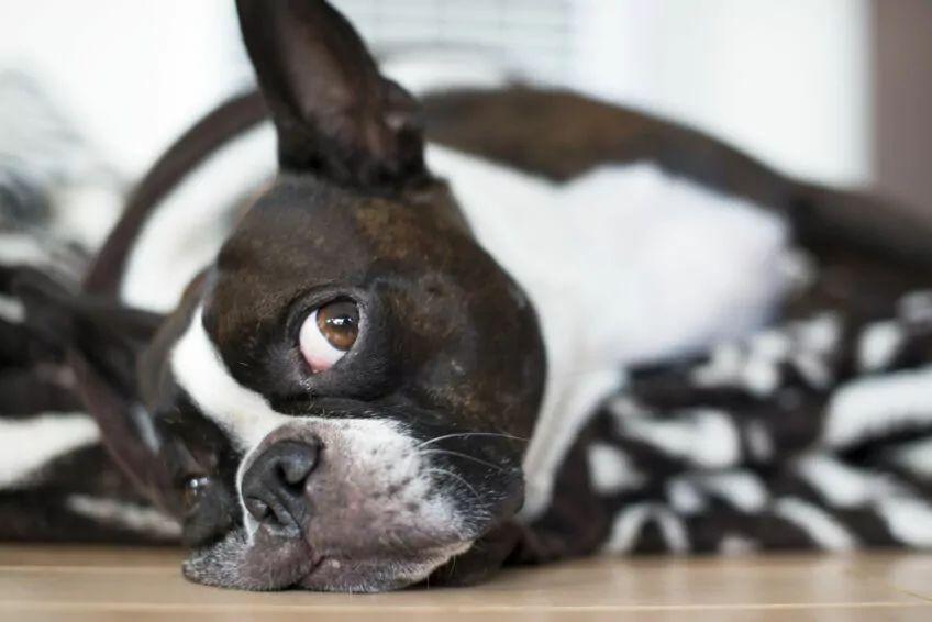 boston terrier