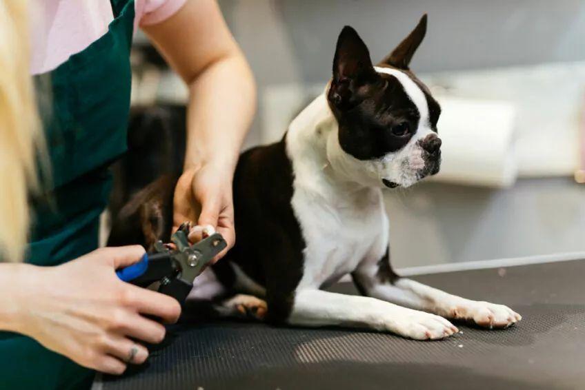 boston terrier pielęgnacja