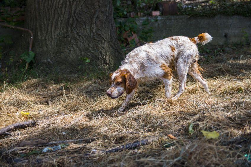 Spaniel bretoński idący za tropem