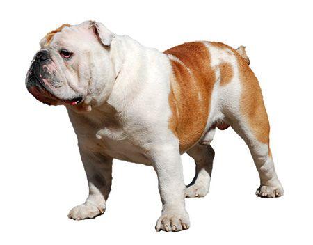 buldog_angielski.jpg