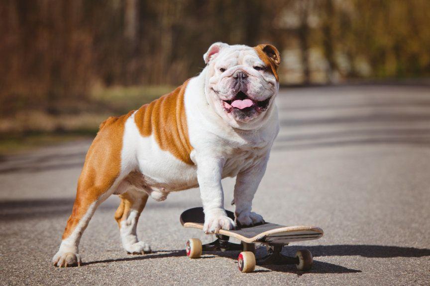 Zanim kupisz buldoga angielskiego