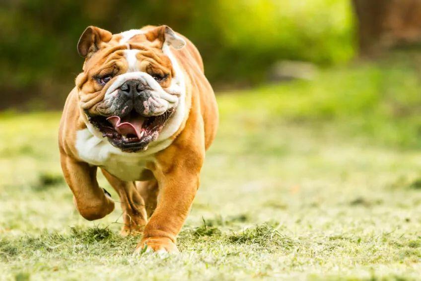 buldog angielski