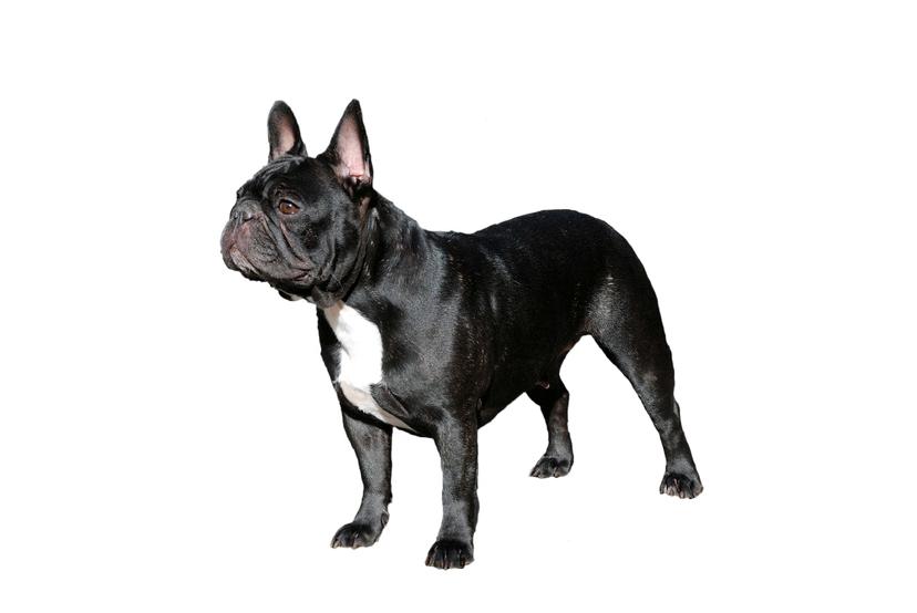 buldog_francuski.jpg