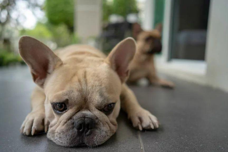 zamknięty na tarasie buldog nie żyje