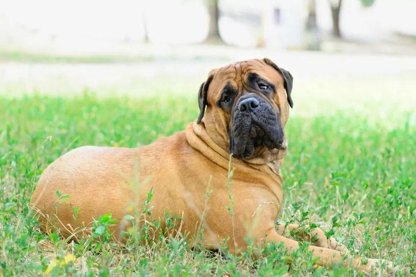 bullmastiff-1.jpg