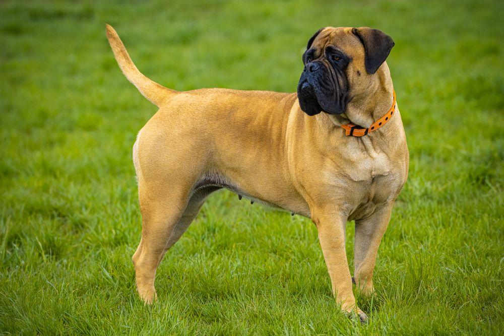 bullmastiff 2.jpg