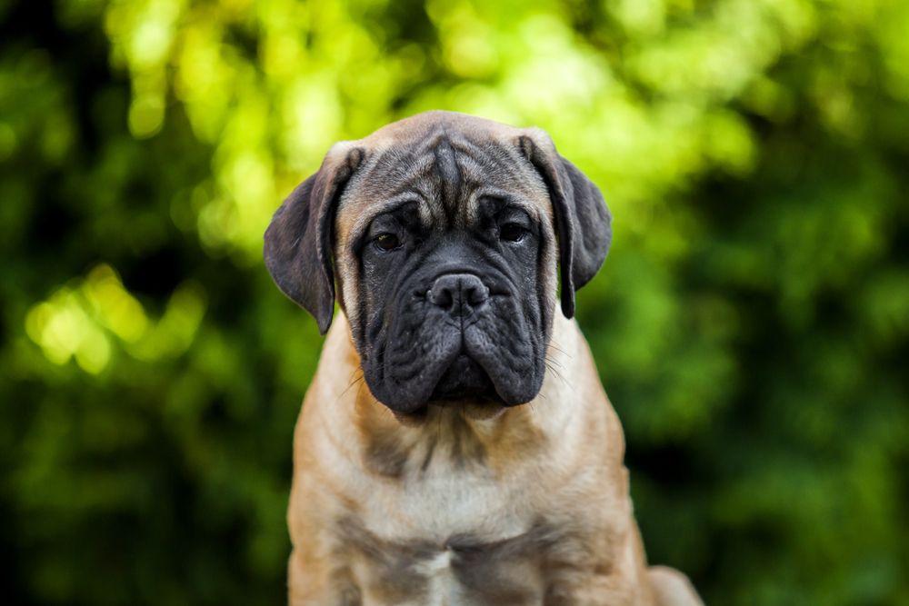 bullmastiff 3.jpg
