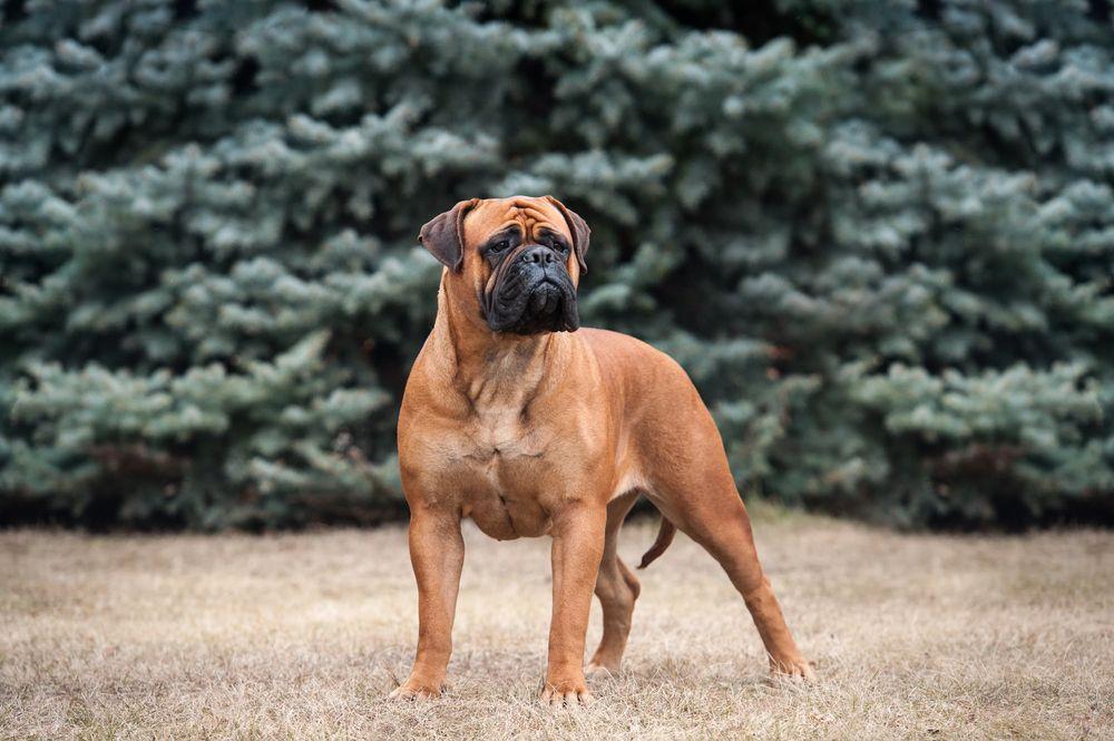 bullmastiff 4.jpg
