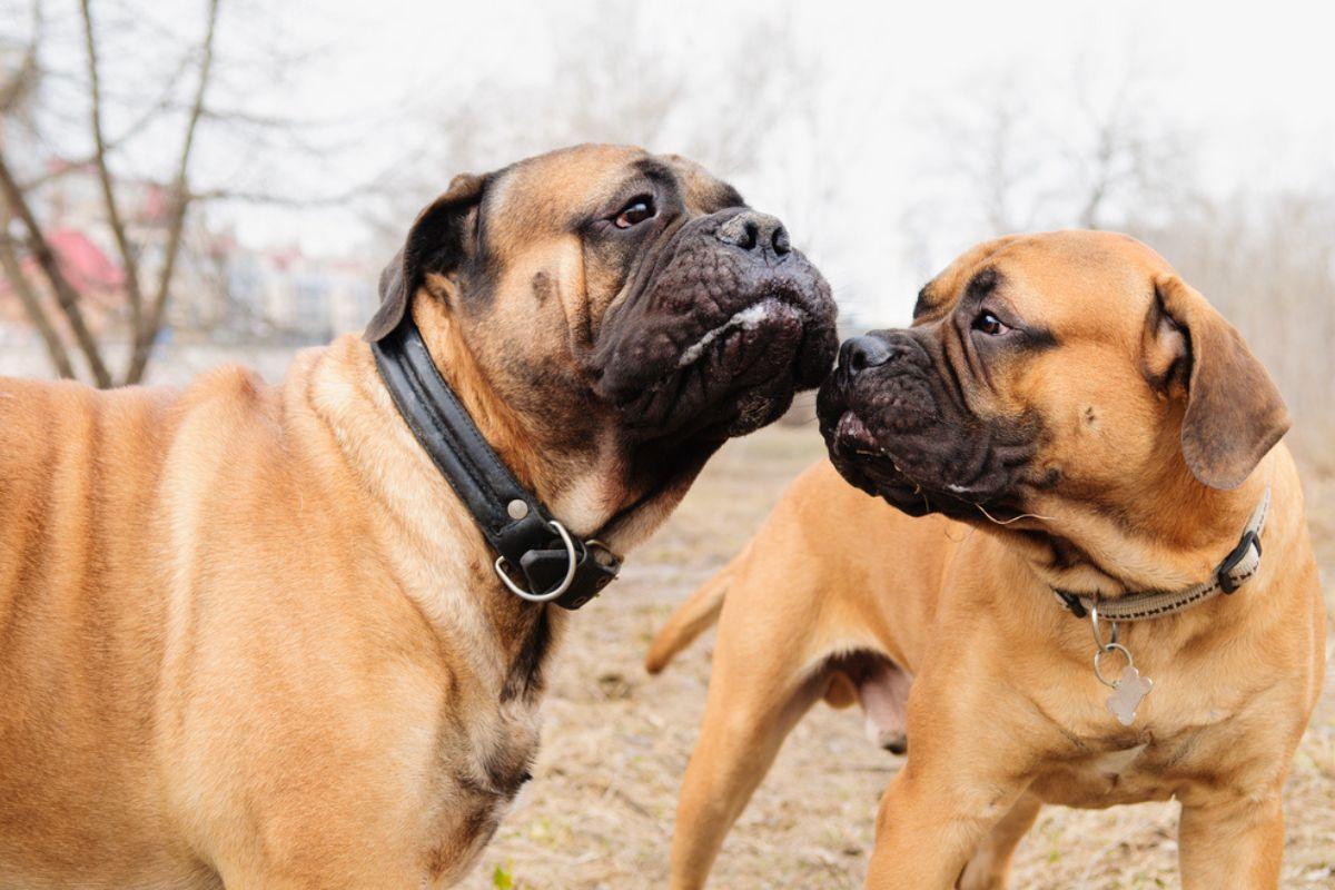Bullmastiff