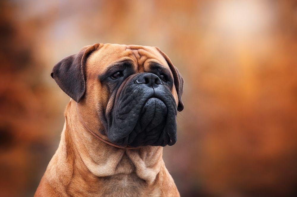 bullmastiff.jpg