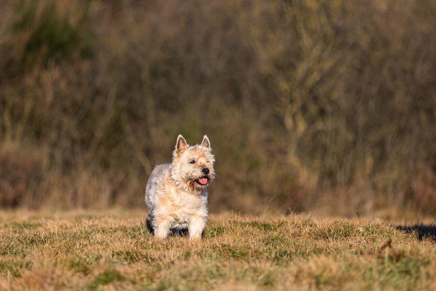cairn terrier