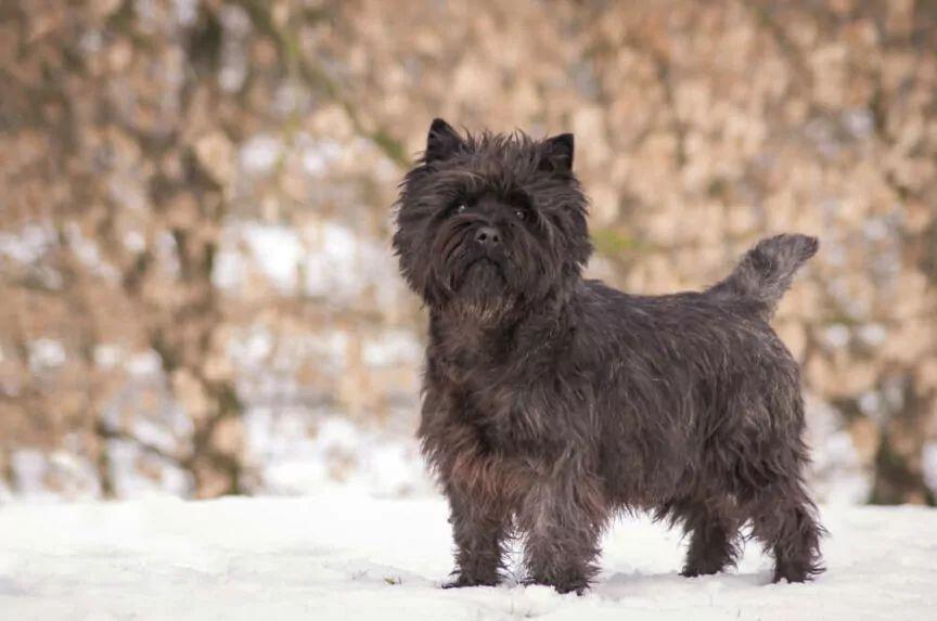 cairn terrier