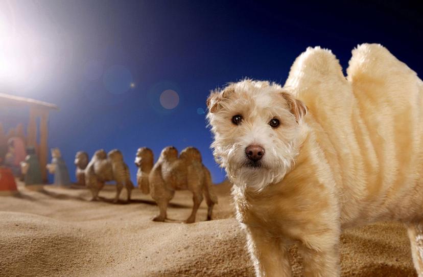 cameldog_2006.jpg