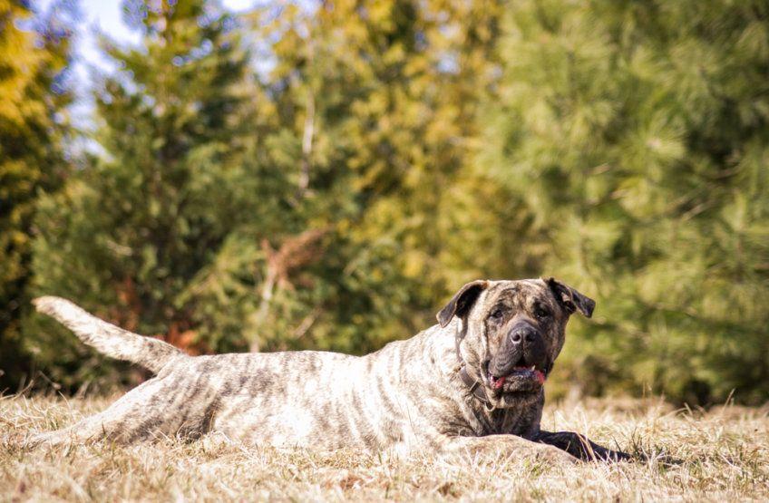 Dog kanaryjski leżący na pożółkłej trawie