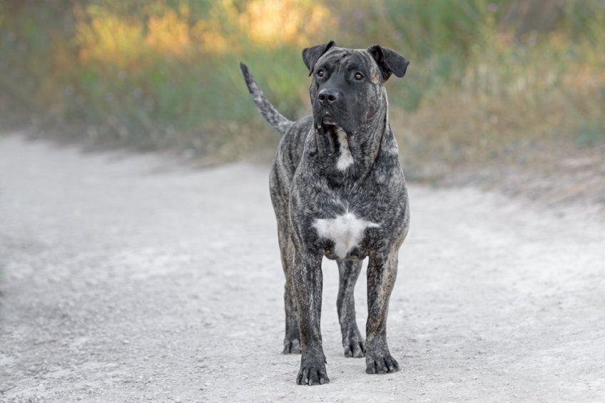 Młody dog kanaryjski stojący na drodze