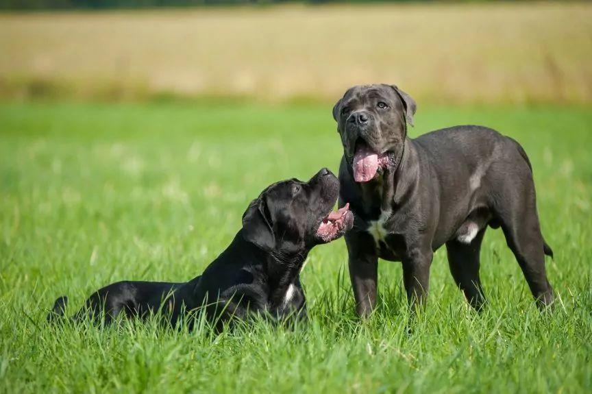 Dwa cane corso italiano na łące