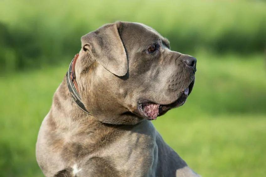 cane corso italiano