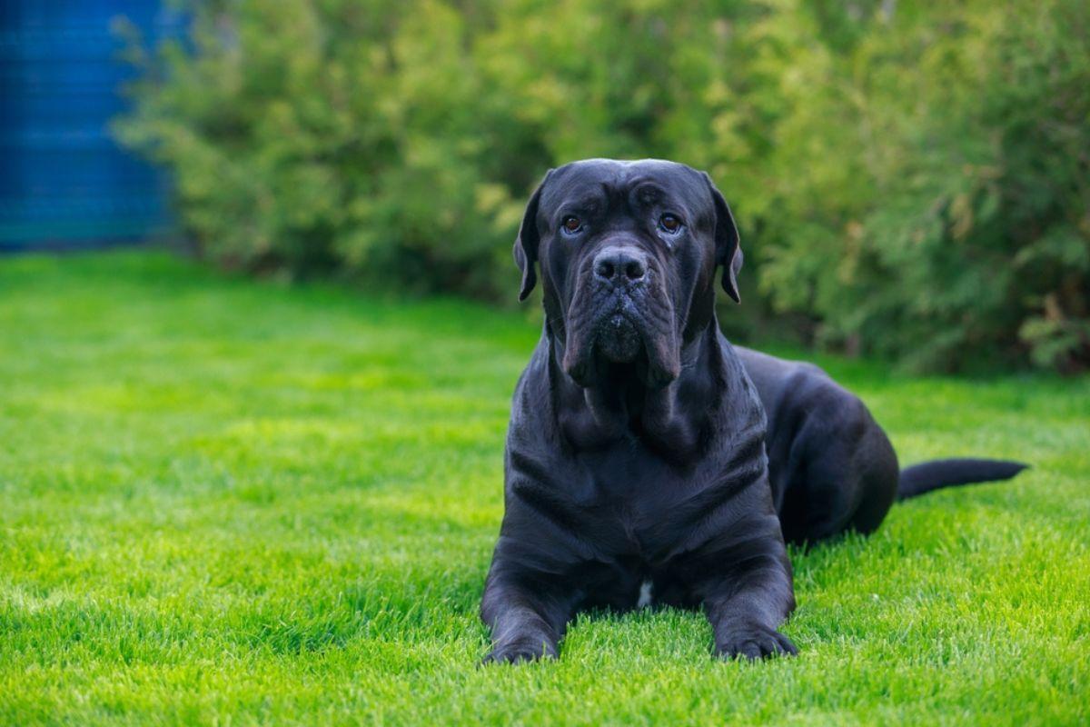 cane corso italiano