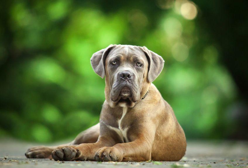 cane corso italiano