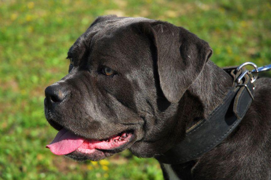 Kołnierz albo ubranko - cane corso