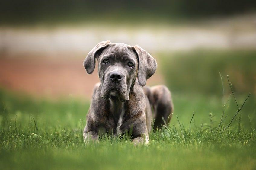 cane corso szary-min.jpg